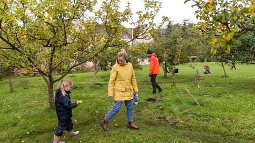 Visitors collecting apples in the orchard at Nunnington Hall, North Yorkshire